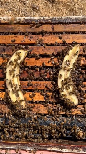Feeding bananas to a select group of our hives! 🍌🐝 If you’d like to learn about the benefits and science behind giving bees bananas, head on over to: www.tinyurl.com/yyvhl8sn #california #bees #banana #beekeeper #beekeeping #savethebees #nature #insects #animals | California Bee Company