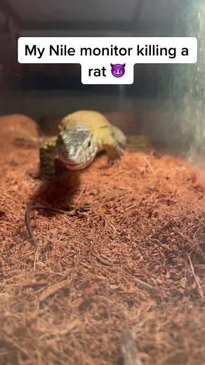 Nile Monitor Lizard Hunting Rats: Nature's Predator