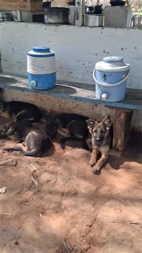 Turmeric. Bagdara Farms. Cancer. Not just prevention—Bagdara’s wild turmeric, grown in the heart of Bandhavgarh, delivers a full-spectrum, whole-root response against cancer. No lab extract can come close to what nature perfected. | Bagdara Farms