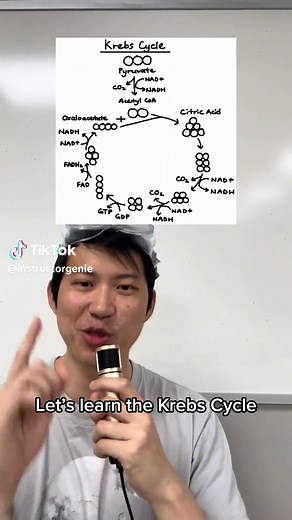 Understanding the Krebs Cycle: A Biology Rap Explanation