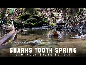 Sharks Tooth Spring - Seminole State Forest