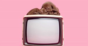 Notre top 5 des meilleurs films avec des animaux