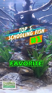 TOP 5 SCHOOLING FISH #1! What are your thoughts on this fish? What schooling fish would you add to this list? TANK ON! #school #schooling #schoolingfish #schoolingbehavior #fish #freshwaterfish #fishy #aquariumfish #fishtank #aquarium | Dustin's Fishtanks