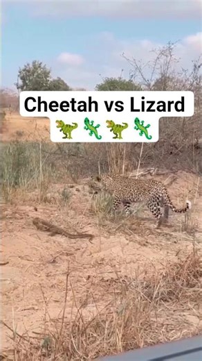 Cheetah vs Lizard most Dangerous Fight #shadow #natgeo #animals #wildlife
