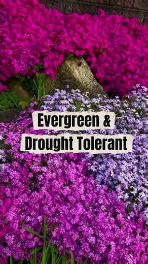 The Secret to a Colorful Rock Garden: Growing Creeping Phlox