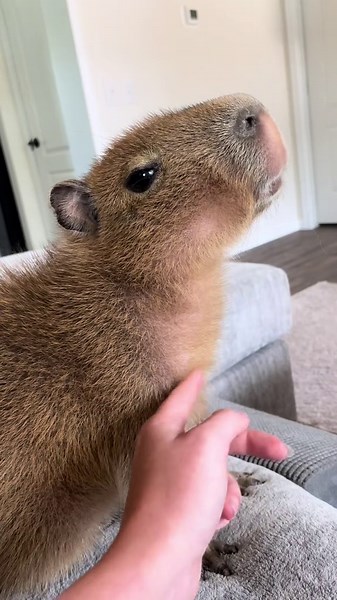 Why This Capybara is the Definition of Demure