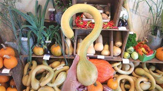 'The real power of heirloom plants': Preserving our diverse garden heritage