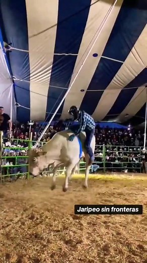 Exciting Bull Riding Videos at Jaripeo Events
