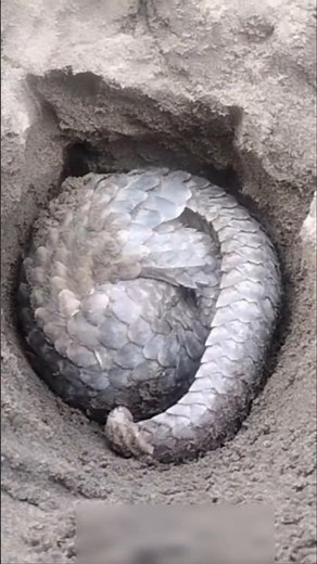 Pangolin's Wild Rules of Being a Mammal!