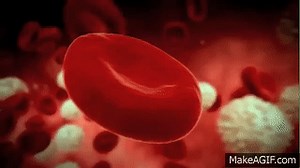 The Role of Red Blood Cells in Anemia on Make a GIF