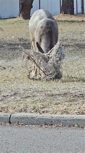 what a mess he is in, fish and game was called #muledeer #savethebuck