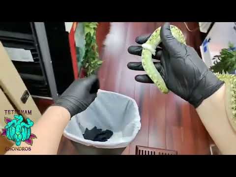 HELP ME SHED MY SKIN! Juvenile Green Tree Python