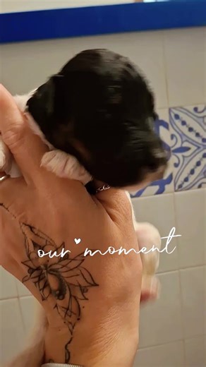 #perte #puppies #puppiesoftiktok #puppiesofinstagram #poodle #poodles #poodlesoftiktok #standardpoodle #particolorpoodle