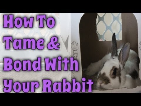 BudgetBunny: How To Tame & Bond With Your Rabbit