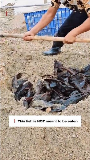 Why Fishermen Bury Live Fish in Mud | World’s Most Dangerous Invasive Fish #shorts