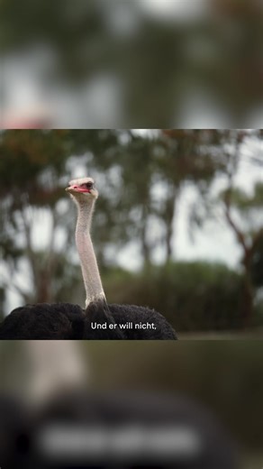 Lebensgefährlich? Aber sie sehen so süß aus 🥹 Die neue Folge „Roadtrip Australien – Drei Spitzenköche auf vier Rädern“ 📺 Sonntag um 20:15 Uhr auf PULS 4 & JOYN Österreich! | PULS 4