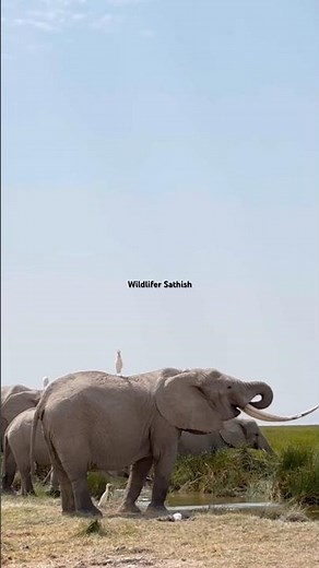 Wonderful souls of Amboseli National Park in Kenya 🇰🇪