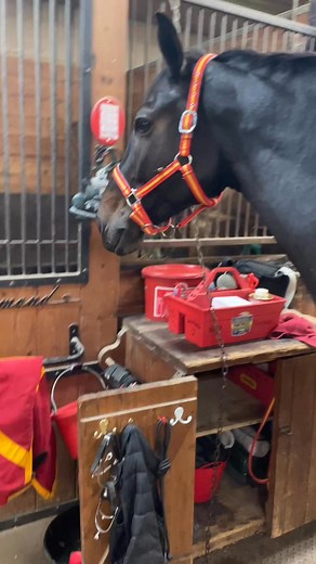 Cheval-chien 🤣 | Claude-Sophie Hennekens