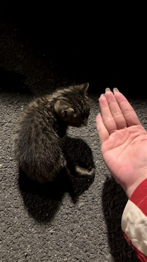 That Night… It Hid By My Feet #heartwarming #cute#kitten #straycat #catmom #animalrescue