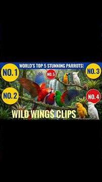Top 5 Most Beautiful Parrot Species in the World | Rainforest Wildlife#Parrots #Wildlife #Nature