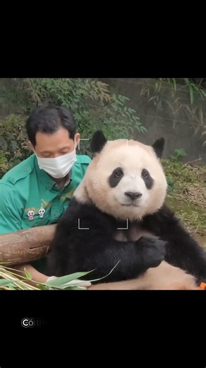 Khi gấu trúc hiểu rằng bạn yêu thương nó #panda #emotional