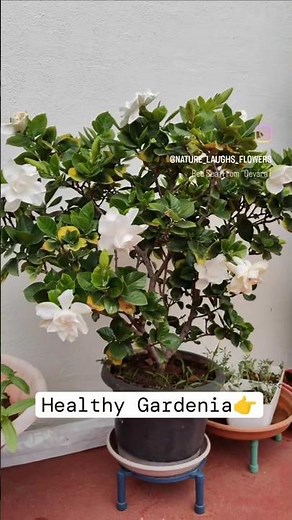 How to Grow Gardenias in Pots #newvideo
