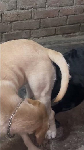 Labrador mating