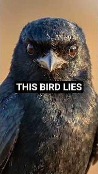 This Bird Lies to Steal Food🐦