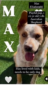 These pups were evacuated from Castaic during the fires, and are now in Lancaster. If you’ve ever considered adopting, please go meet them! 5210 West Avenue I, Lancaster, CA 93536 @lancasteranimalslaco If not please share this post to help them. #tia❤️ #adoptdontshop #couldntdoitwithoutyou | Friends of the Castaic Shelter