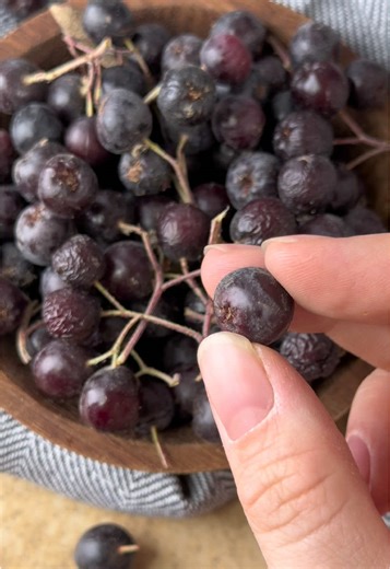 Discover Michurin’s Aronia berries, a cultivated version of wild Black Chokeberries with a unique astringent-sour flavor and subtle sweetness. 🌿 Native to Eastern North America and crossed with Mountain Ash in Europe, these berries are enjoyed fresh, in tinctures, teas, jams, or even wine. 🍷 Because many names are used interchangeably, it’s easy to see why wild and cultivated Aronia berries are sometimes confused. In Russia, they are called Black Chokeberries, Rowan berries, Black-Fruited Aron