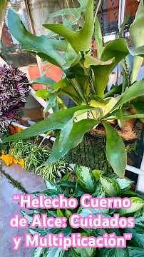 “Complete Guide to the Elkhorn Fern: Care and Propagation”
