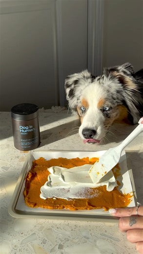 Does your dog get an upset stomach? Try this easy Pumpkin Greek Yogurt Bark! 🎃🐾 #dogishuman #dog #dogsmile #dogstyle #dogsofinstagram #dogs #doglovers #doglove #doglover #ilovedogs #doghealth #canine #canineenrichment #dogmommonday #dogmom #dogmomlife #dogmodel #dogs #dogreels | Dog is Human