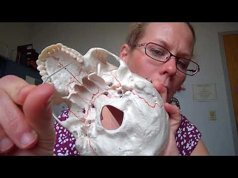 Human Anatomy I Lab: Temporal Bone