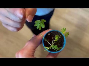Science Experiment for Kids - Grow a TickleMe Plant!