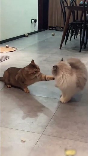 FUNNY CAT COMPILATION 2025 😹 Cats Chasing & Play Fighting – Hilarious Moments #2