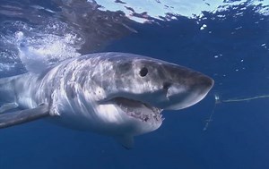 Shark Populations Jump Off East Coast
