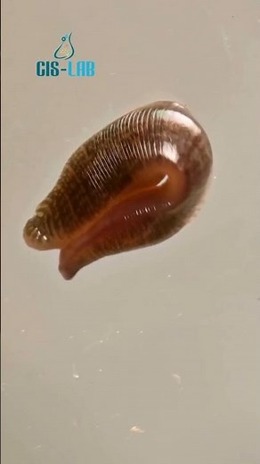 Tipo de Microscopios