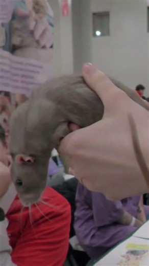 [RU] Moscow: Walking Tour [A fancy rat in the hands / Panasonic HC-X1600]