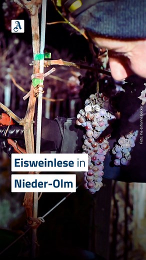 Bei Temperaturen von bis zu minus neun Grad haben am Wochenende eine Reihe von Winzern in Deutschland Trauben für Eiswein gelesen. 🥶 Auch in Rheinhessen. 🍷 Eine Besonderheit im November: 👉️ https://www.allgemeine-zeitung.de/lokales/rheinland-pfalz/winzer-lesen-eiswein-in-klirrend-kalter-nacht-5181724 | Allgemeine Zeitung