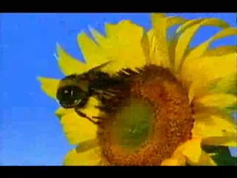 Weetabix - Bee (2000, UK)