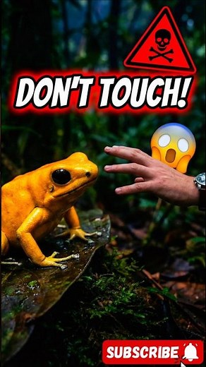 The DEADLIEST Frog on Earth