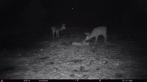 Maine Food Plots & Trail Cam Pictures on Reels