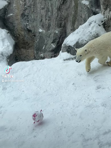 旭山動物園でシロクマの赤ちゃんの危機一髪を見てしまった( ☉д⊙)可愛すぎる！#旭山動物園#動物園#シロクマ #赤ちゃん#北海道 #北海道旅行 #みんなに見せたい動画