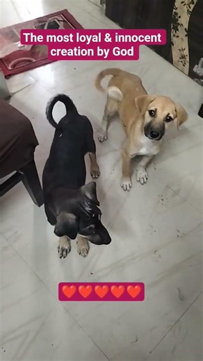 Two Stray Puppy 🐕🐕🐕🐕❤️❤️ #shorts #dogshorts