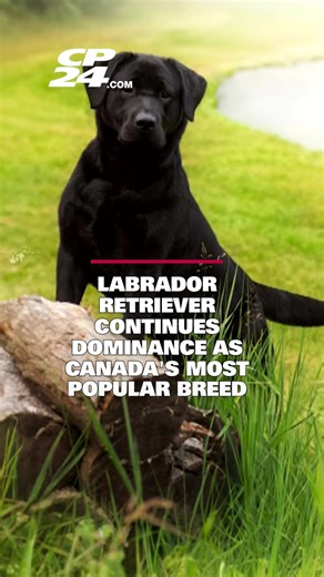 Labrador Retriever: Canada's Most Popular Dog Breed in 2025