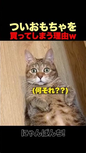 猫のおもちゃが増え続ける理由ｗ