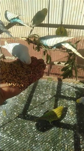 Budgie Gets Curious About Fruit