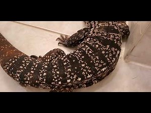 Helping Tegu with shed
