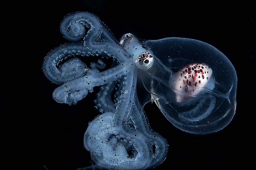 How Long Do Octopus Live? Life Expectancy, Mating, and Deep-Sea Survivors