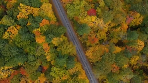 Happy Thanksgiving, Canada! However you're choosing to spend the day, here is some beautiful drone footage capturing the fall foliage from high above Ontario’s Ganaraska Forest. Get the latest news on Thanksgiving Day here: https://www.ctvnews.ca/ | CTV News